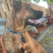 Calypso, a Tan, Dark-brown, Black German Shepherd Dog